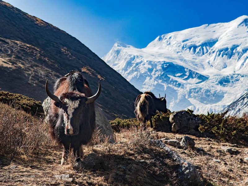 yak-kharka-thorong-pedi-circuito-annapurna-yaques
